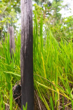 Chapada das Mesas in Maranhao Brazil.