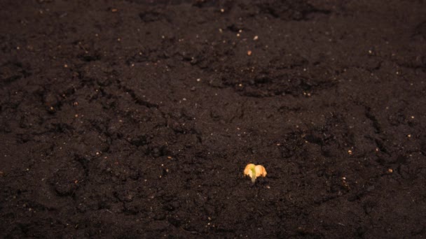 Выращивание Бобов Половинкой Семян Земле — стоковое видео