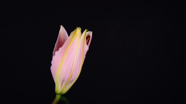 Fioritura Giglio Fiore Uno Sfondo Nero — Video Stock