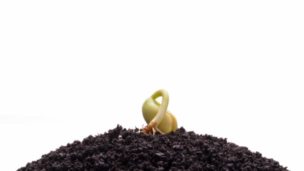 Growing Kidney Bean Isolated White Background Time Lapse — Stock Video