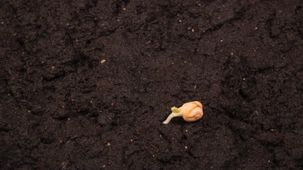 Het Kweken Van Boon Time Lapse Met Zaad Half Grond — Stockvideo