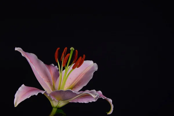 Цвіте Квітка Лілії Чорному Тлі — стокове фото