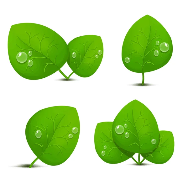 Folhas verdes com gotas. Ilustração sobre fundo branco —  Vetores de Stock