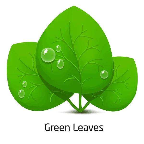 Green leave and drop rain — Stock Vector