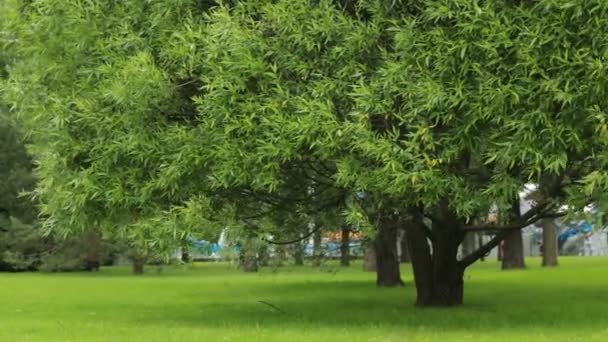 Trees in a city park summer Greens grass — Stock Video