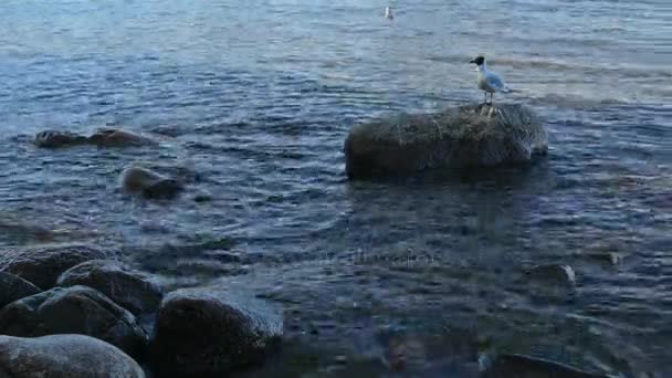 Jezera v létě kameny vodních ptáků