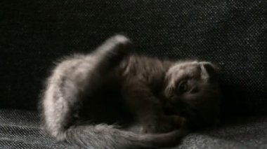 Küçük Kitty sevimli yıkar