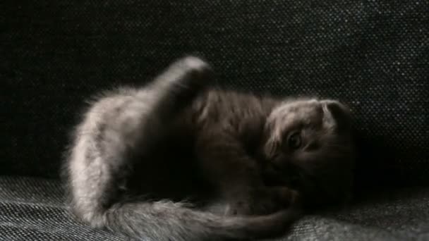 Pequeño gatito lindo lava — Vídeos de Stock