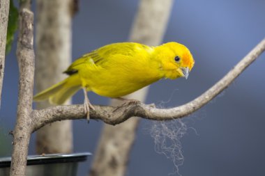 Safran Finch (Sicalis flaveola)