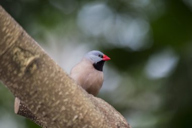 Heck Grassfinch (Poephila acuticauda)