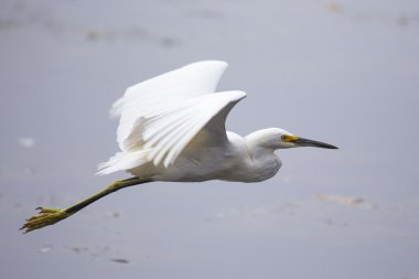 Karlı Akbalıkçıl (egretta thula)
