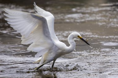 Karlı Akbalıkçıl (egretta thula)