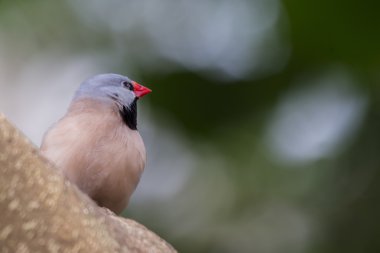 Heck Grassfinch (Poephila acuticauda)