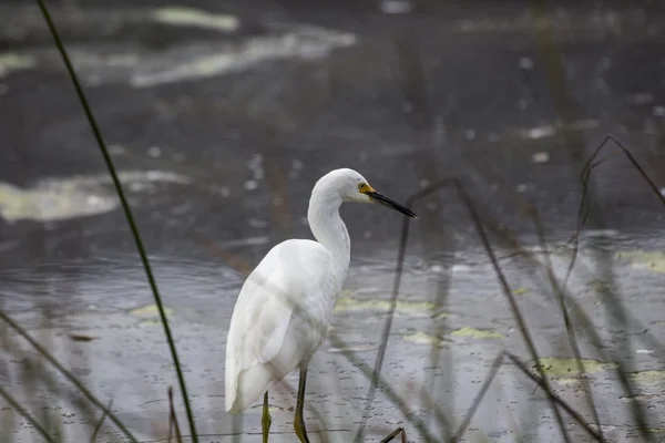 Χιονισμένο egret (egretta thula)) — Φωτογραφία Αρχείου