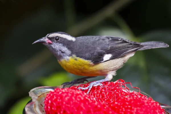 曲嘴森莺 (Coereba flaveola) — 图库照片