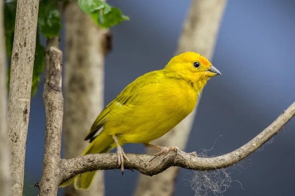 Шафран Финч (Sicalis flaveola ) — стоковое фото