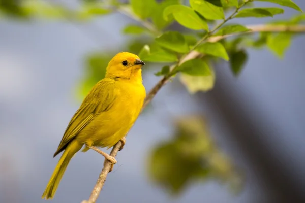 Saffron Finch (Sicalis flaveola) — Stock Photo, Image