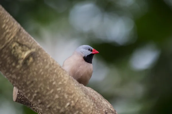 Хек Grassfinch (Poephila acuticauda) — стокове фото