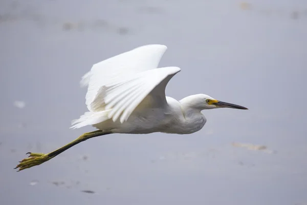 Egret nevado (egretta thula) — Fotografia de Stock