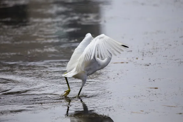 Snöig Egret (egretta thula)) — Stockfoto