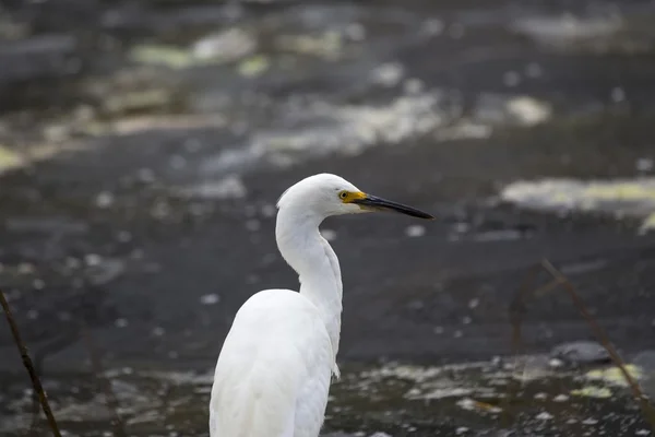 雪の挨拶(egretta thula)) — ストック写真