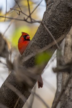 Kuzey Kardinali (kardinalis cardinalis)