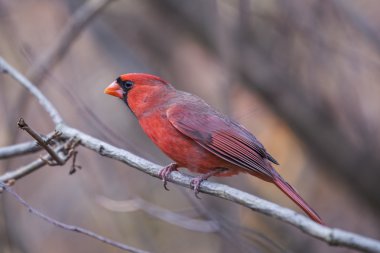 Kuzey Kardinali (kardinalis cardinalis)