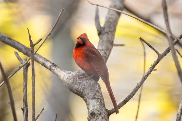 Kuzey Kardinali (kardinalis cardinalis) — Stok fotoğraf