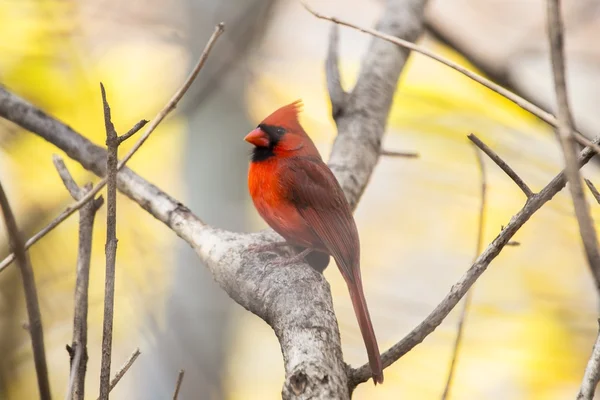 Північний кардинал (cardinalis cardinalis) — стокове фото