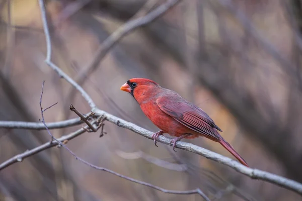 Северный кардинал (cardinalis cardinalis) — стоковое фото