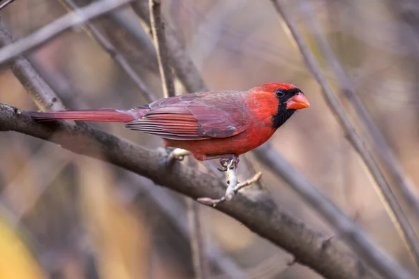 Cardenal del Norte (cardinalis cardinalis) — Foto de Stock