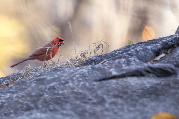 Északi bíboros (Cardinalis cardinalis)) — Stock Fotó