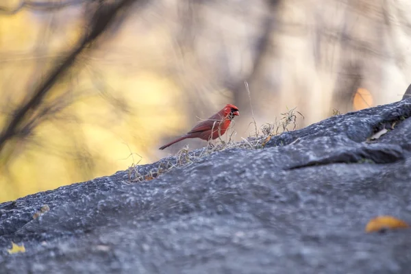 Cardinal du Nord (cardinalis cardinalis)) — Photo