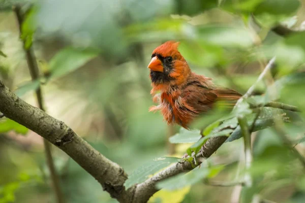 Північний кардинал (cardinalis cardinalis) — стокове фото