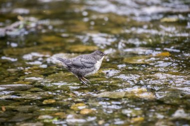 Kepçe (Cinclus cinclus)