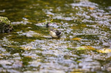 Kepçe (Cinclus cinclus)