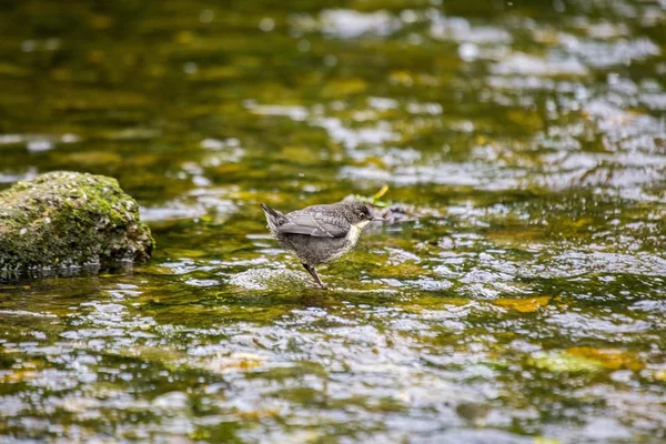 Łyżki (Cinclus cinclus) — Zdjęcie stockowe