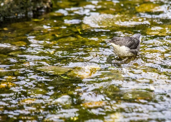 Dipper (cinclus cinclus)) — Stockfoto