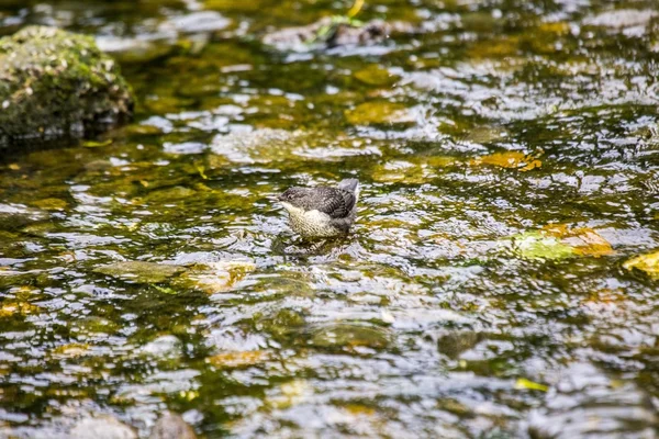 Dipper (cinclus cinclus)) — Stockfoto