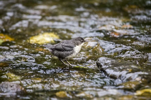 Mergulhador (Cinclus cinclus ) — Fotografia de Stock