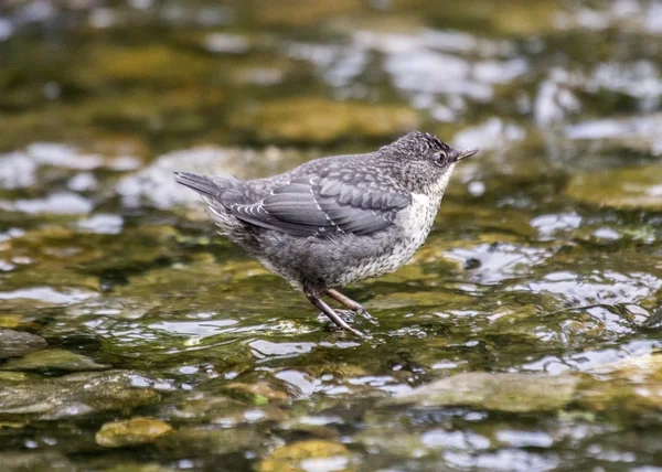 Ківш (Cinclus cinclus ) — стокове фото