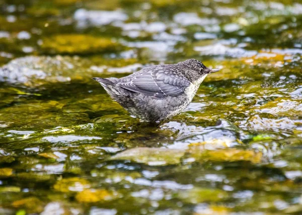 Łyżki (Cinclus cinclus) — Zdjęcie stockowe