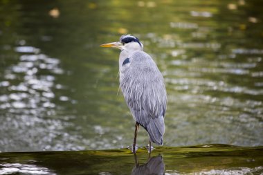 Gri Heron (Ardea cinerea)