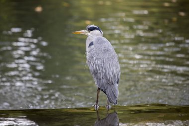 Gri Heron (Ardea cinerea)