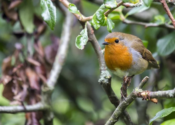 Robin Red Breast (Erithacus rubecula) — Stock Fotó