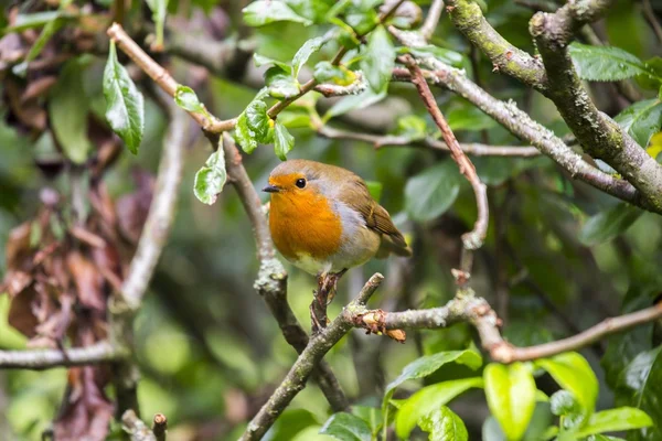 Red Robin μαστού (Erithacus rubecula) — Φωτογραφία Αρχείου