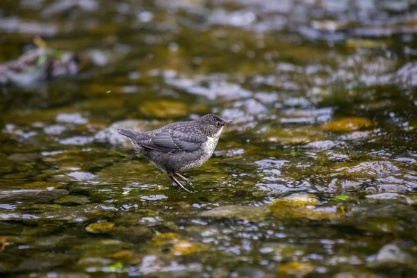 Ківш (Cinclus cinclus ) — стокове фото