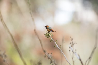 Anna koliber (AvibaseAnna'nın sinek kuşu (calypte anna)