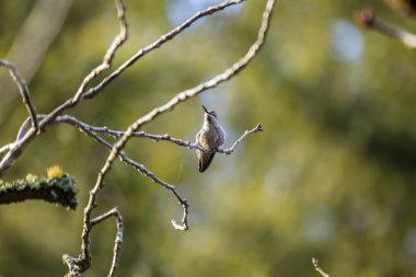 Anna's Hummingbird (Calypte anna) clipart
