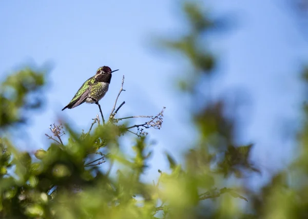 Anna's Hummingbird (Calypte anna) — Stock Photo, Image